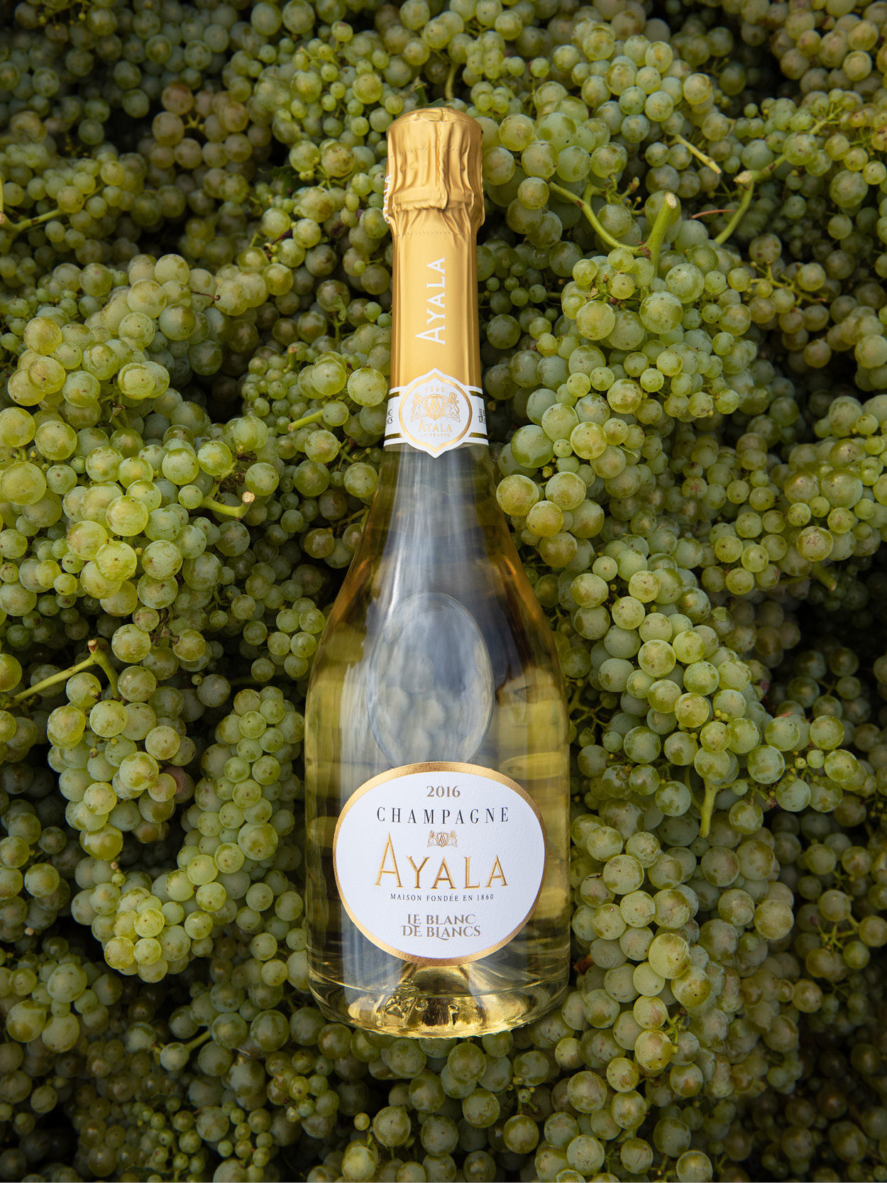 Le Blanc de Blancs - Champagne Ayala
