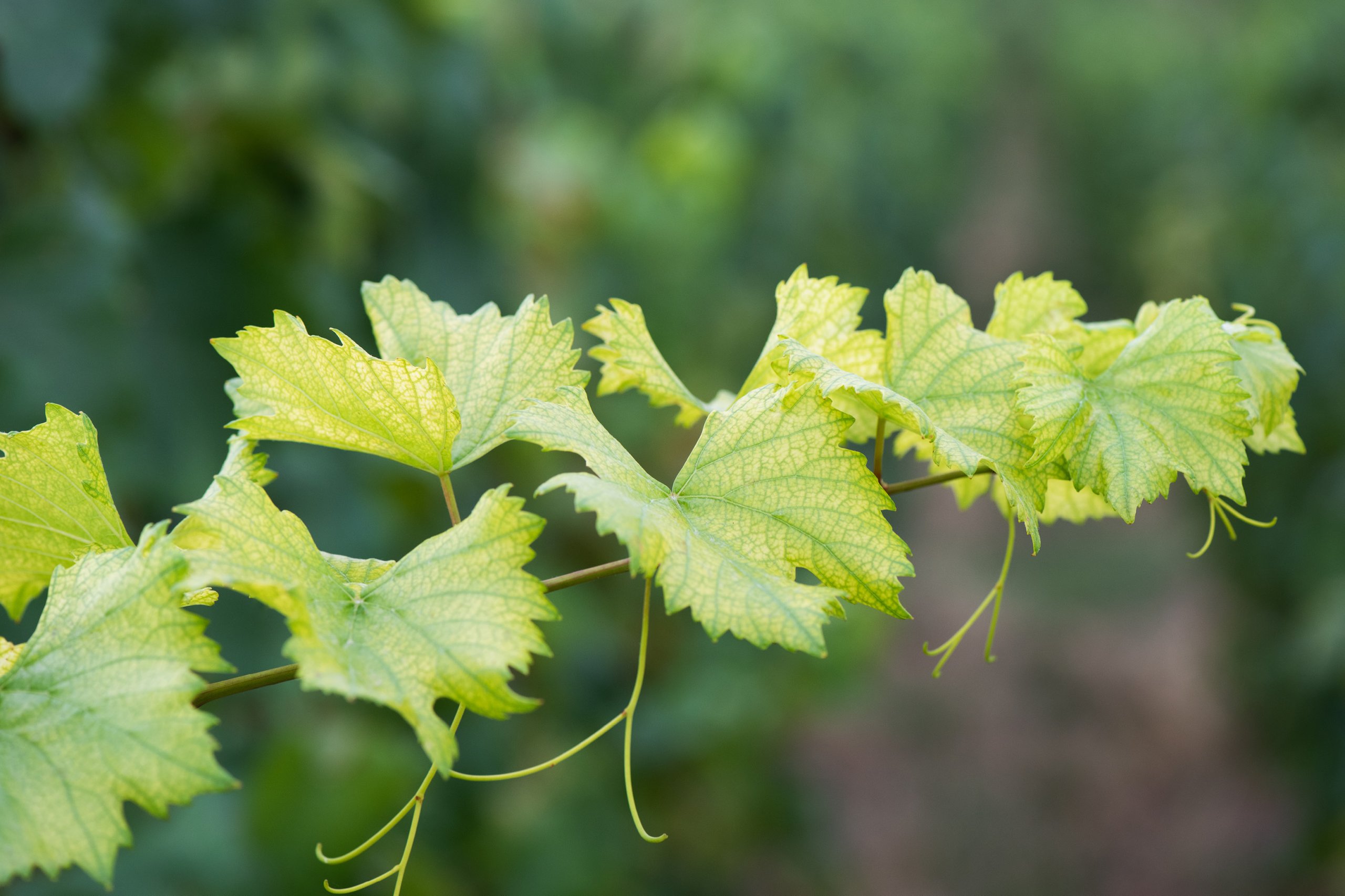 terroir champagne