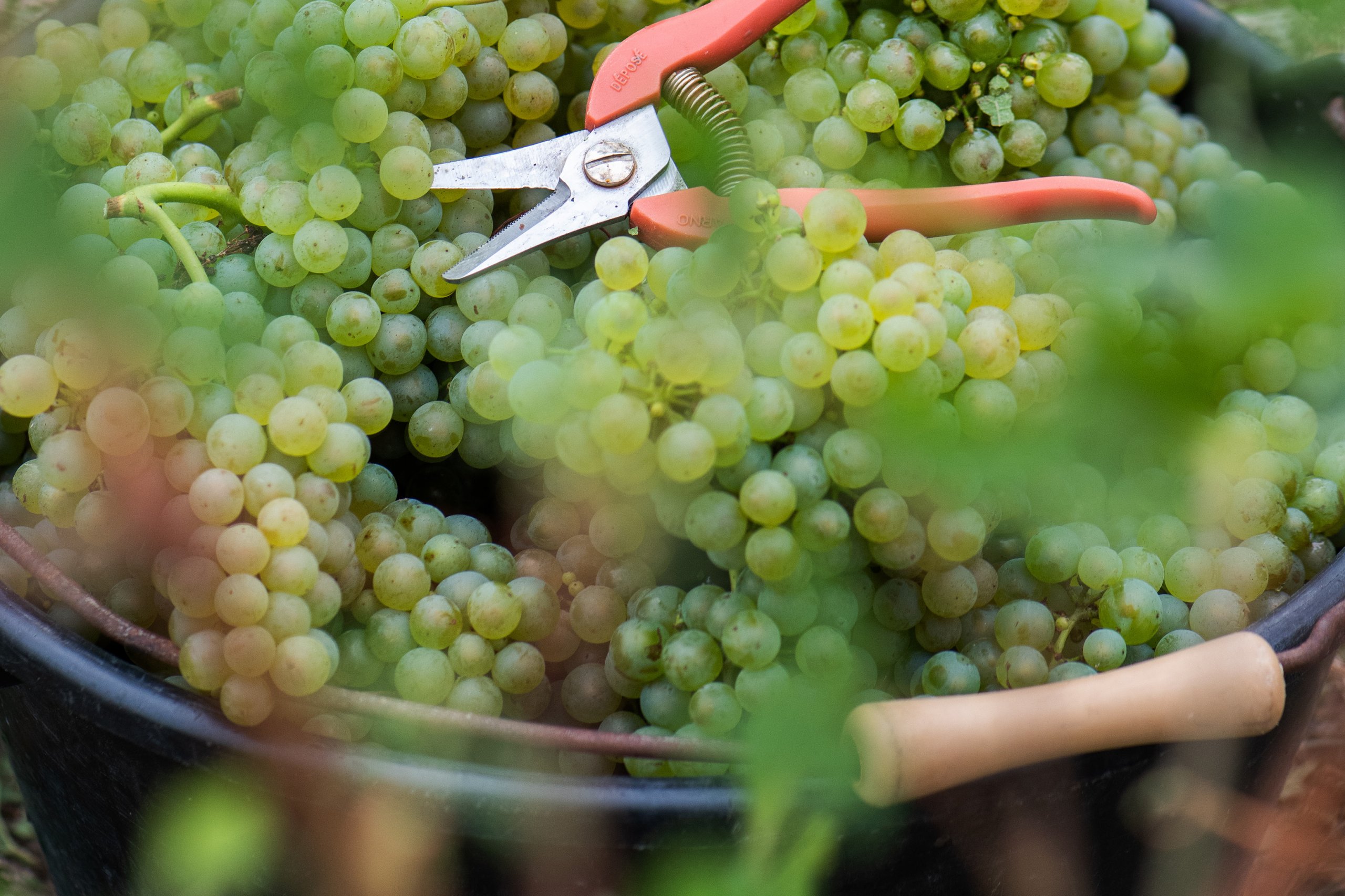 Carnet de Vendanges 2023 - Champagne Ayala