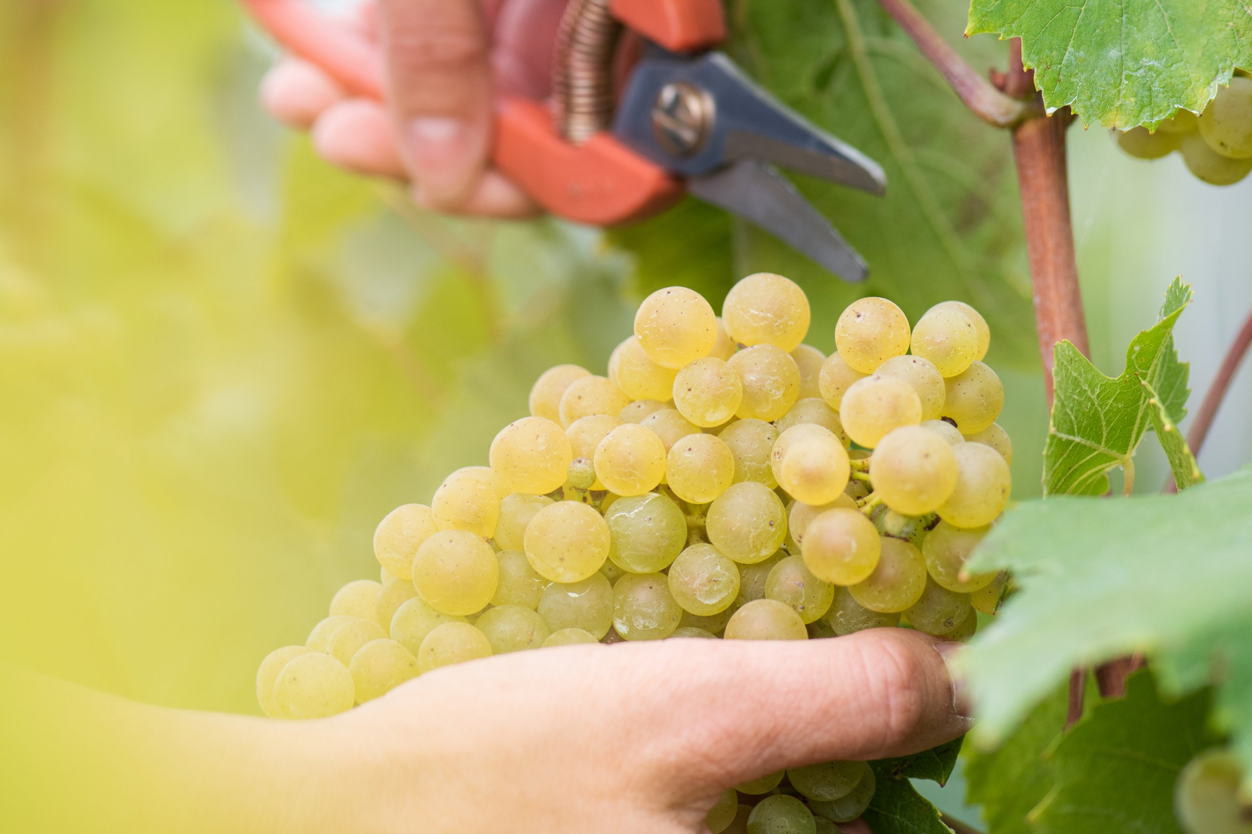 2023 harvest report - Champagne Ayala