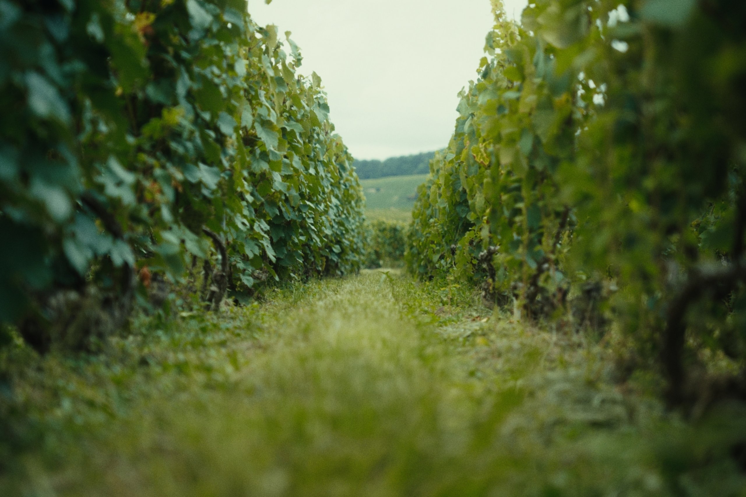 Carnet de Vendanges 2023 - Champagne Ayala