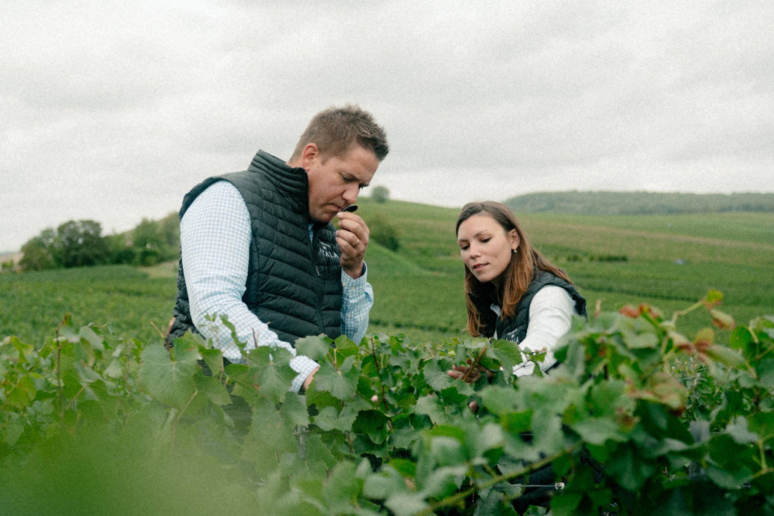 Carnet de Vendanges 2023 - Champagne Ayala