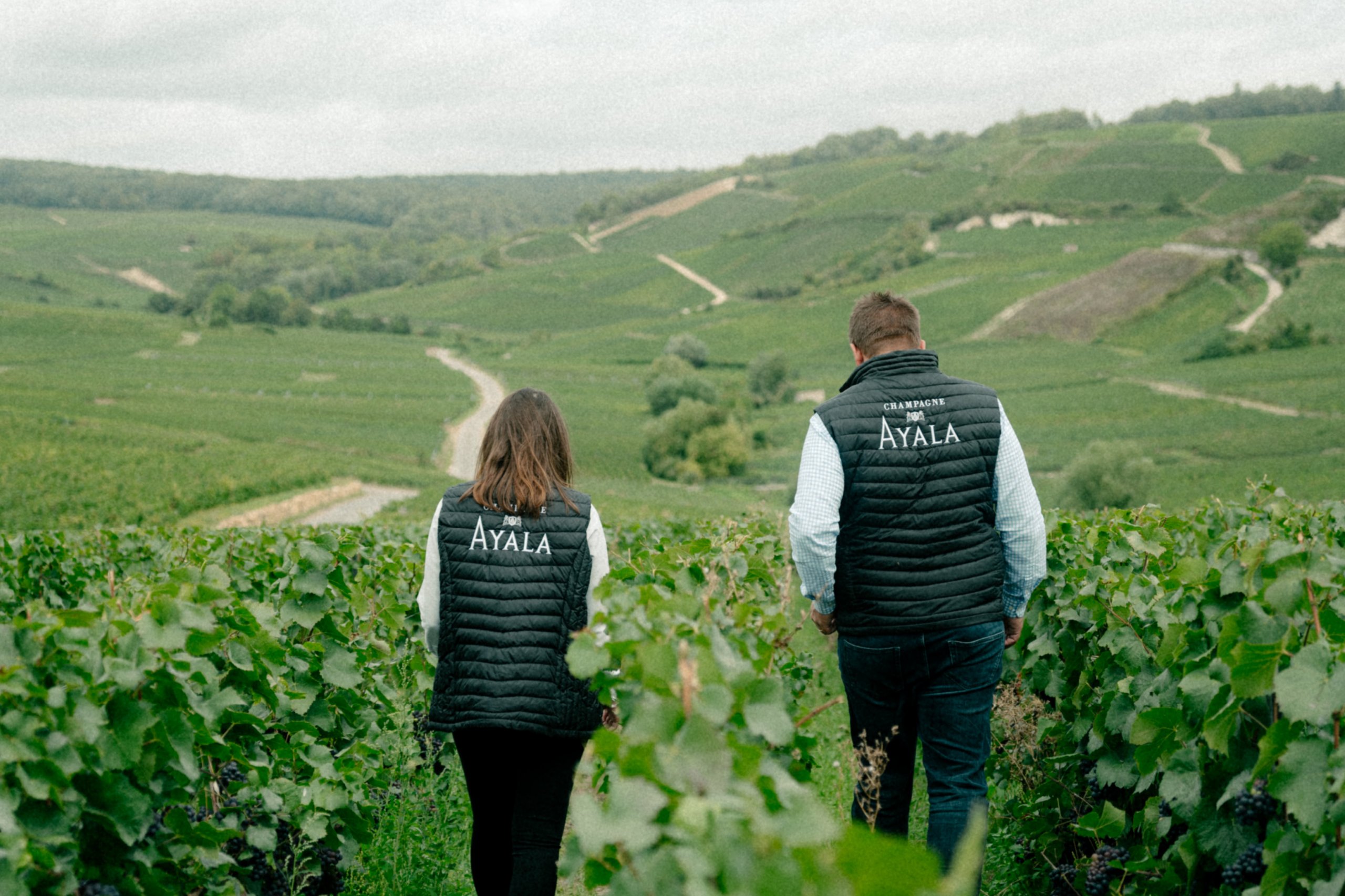 Carnet de Vendanges 2023 - Champagne Ayala