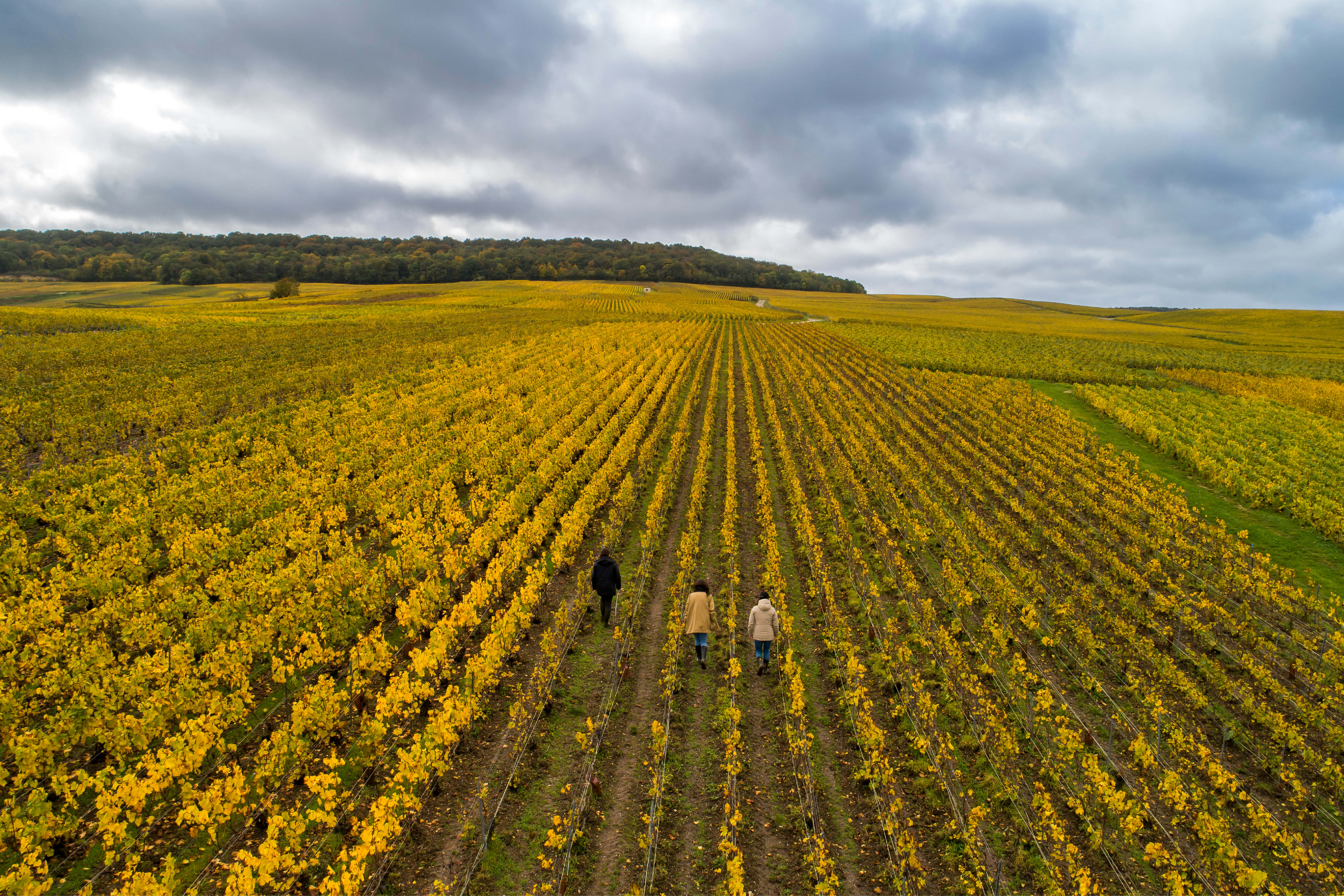 Launching Atelier Vignoble - Champagne Ayala