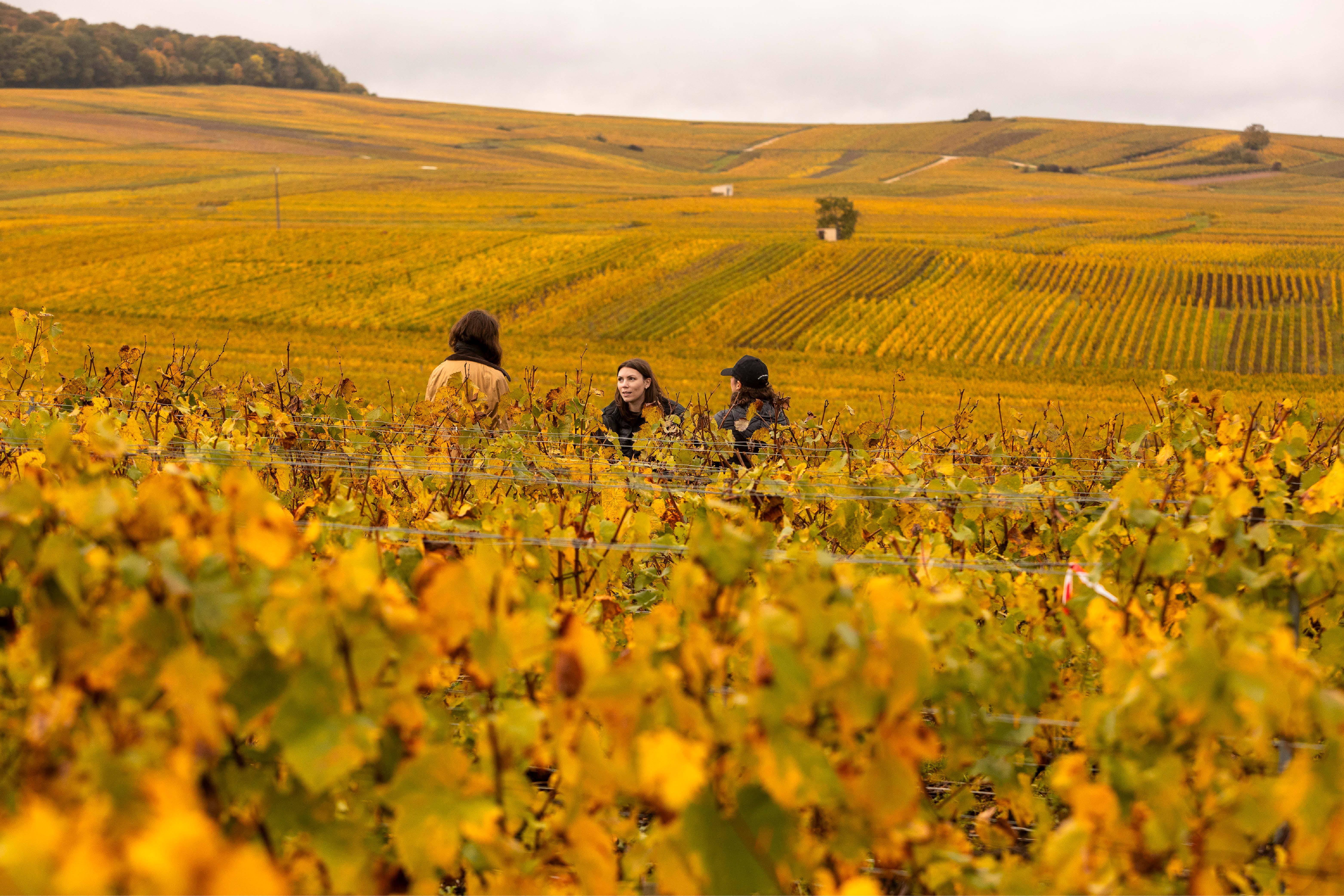 Launching Atelier Vignoble - Champagne Ayala