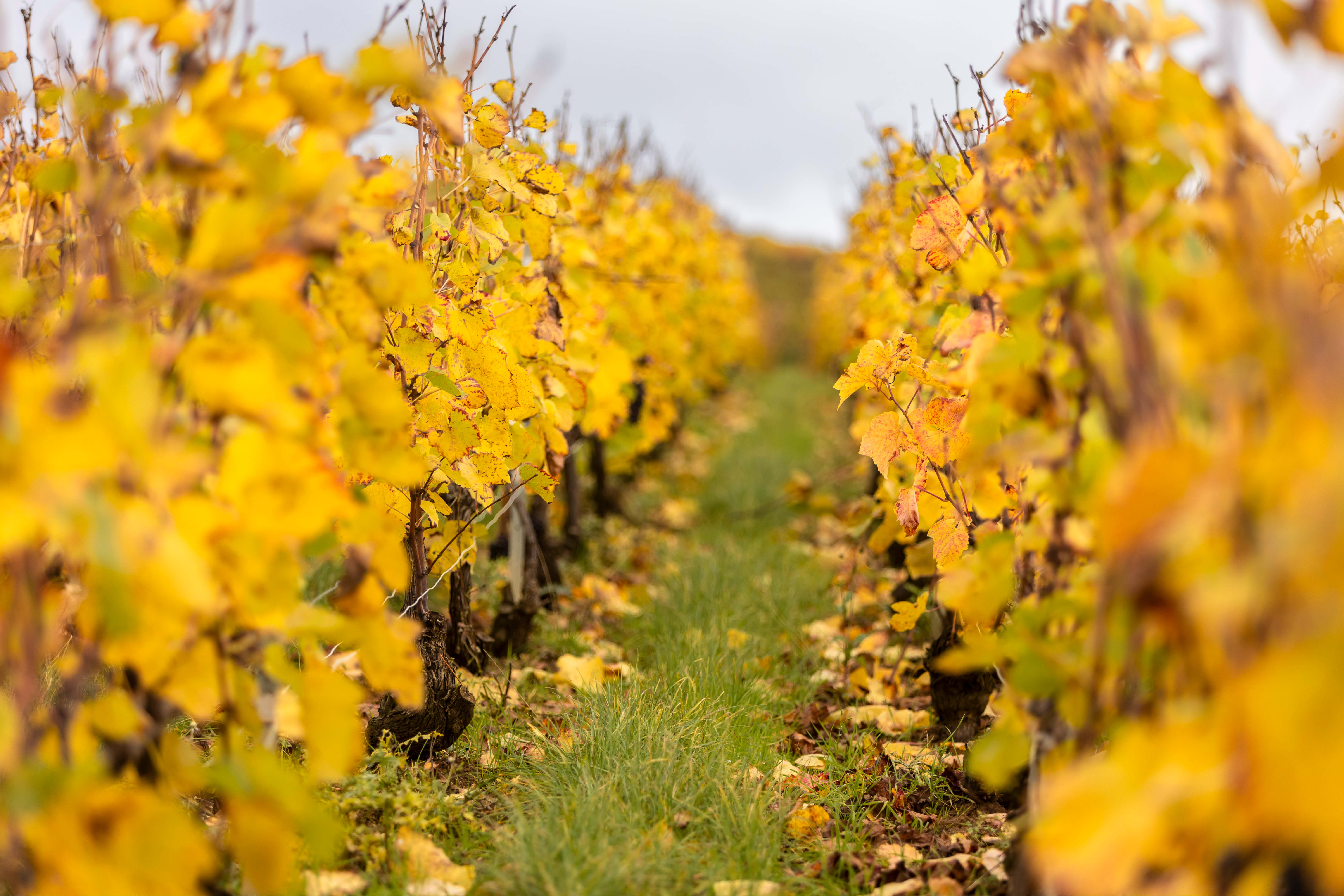 Launching Atelier Vignoble - Champagne Ayala