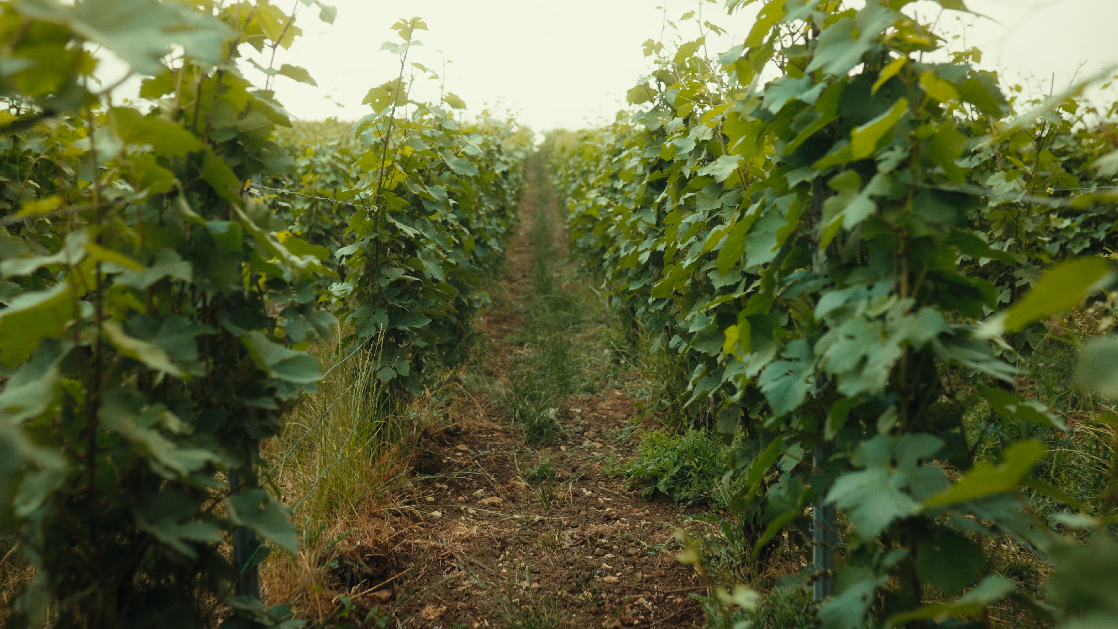 Launching Atelier Vignoble - Champagne Ayala