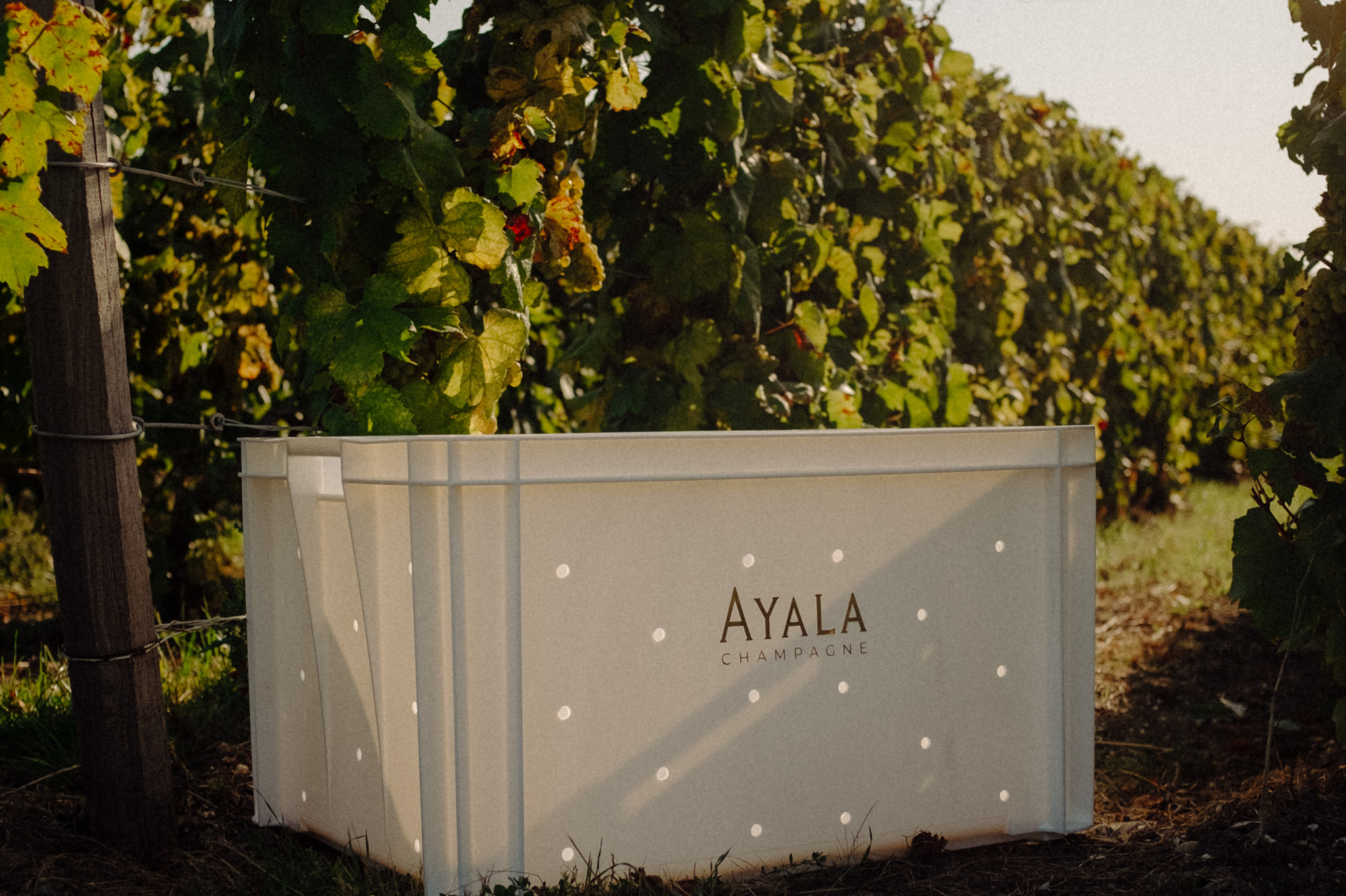 Carnet de vendange 2025 - Champagne Ayala