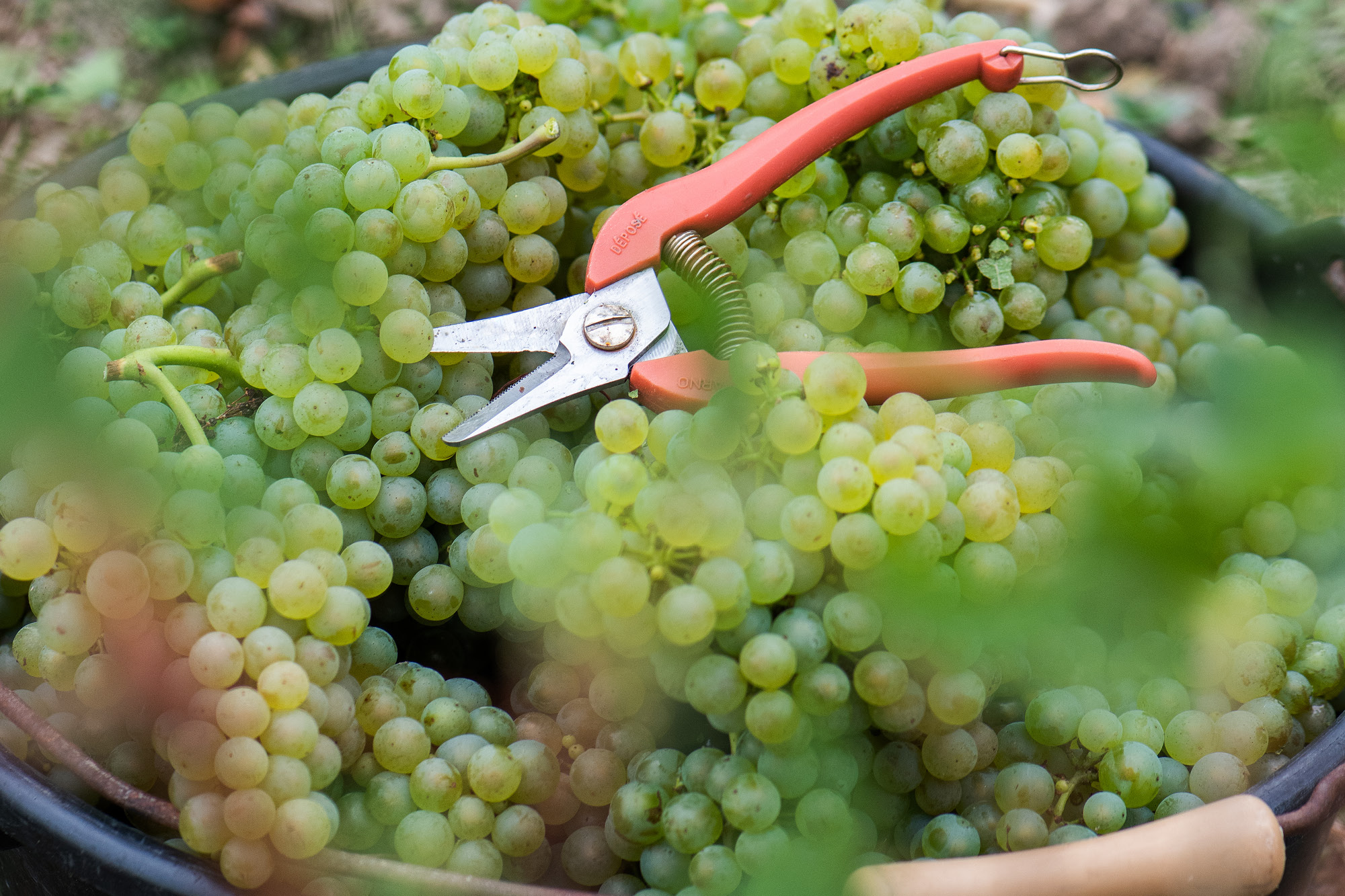 Carnet de vendange 2025 - Champagne Ayala