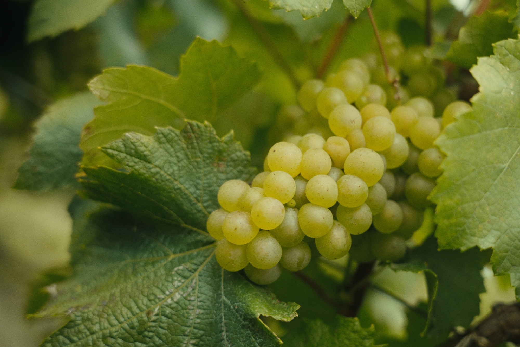 Carnet de vendange 2025 - Champagne Ayala