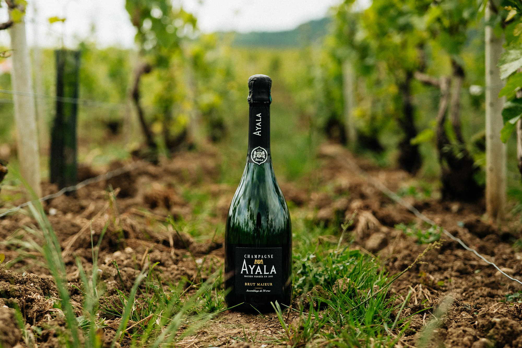Carnet de vendange 2025 - Champagne Ayala