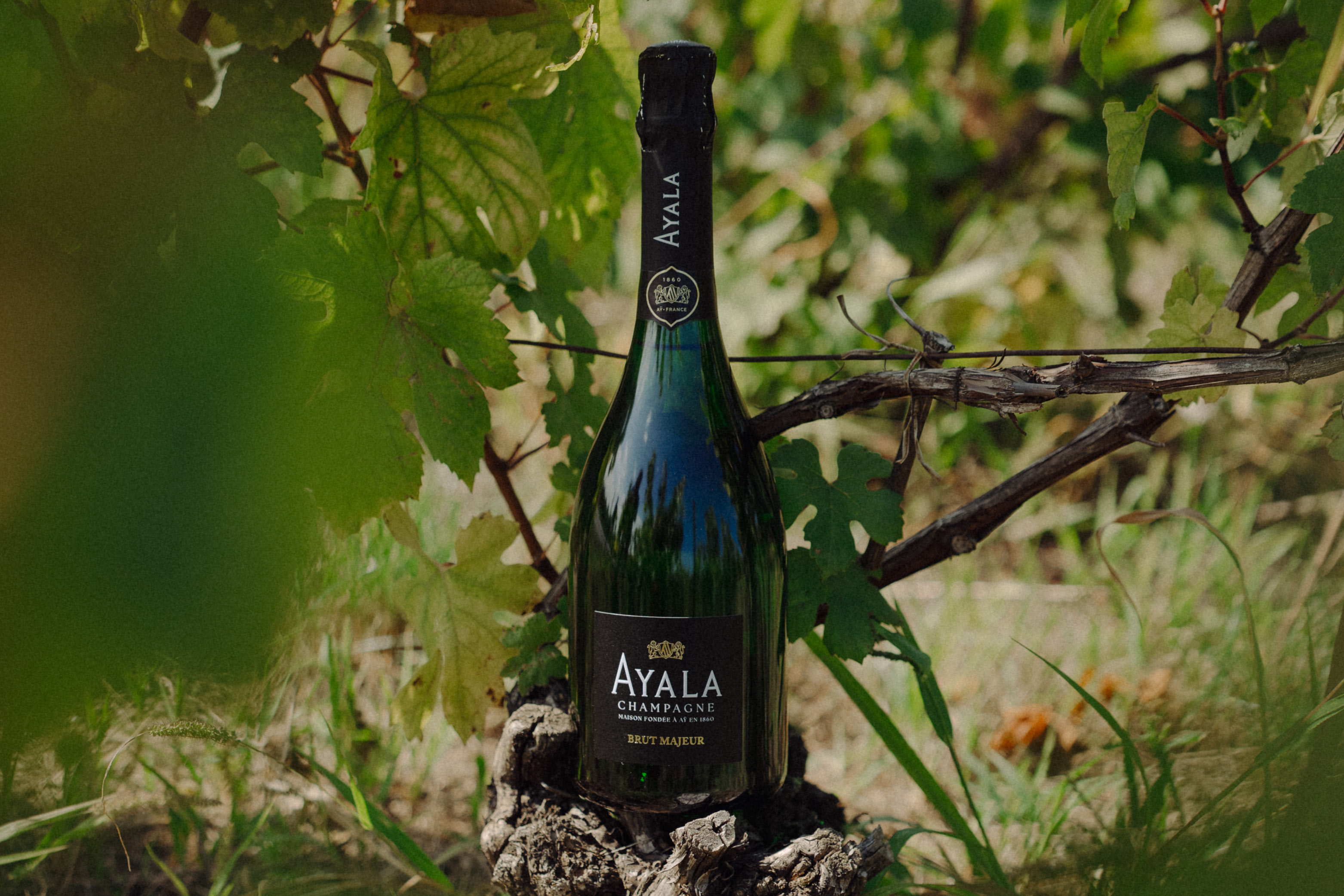 Home FR - Champagne Ayala